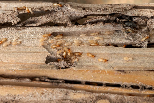 Pest Control Cost in Four Corners, TX