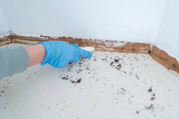 Best Wasp Removal Services  in Four Corners, TX
