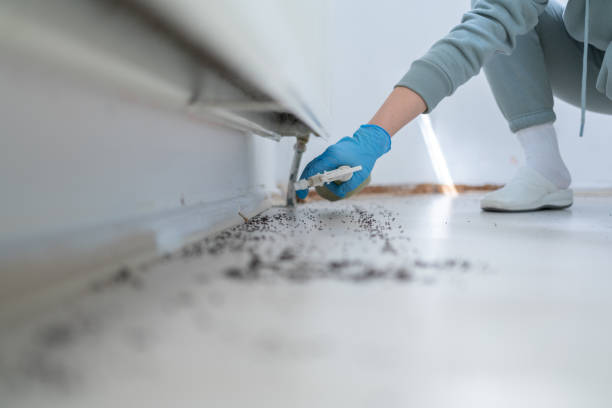 Best Flea Control Services  in Four Corners, TX